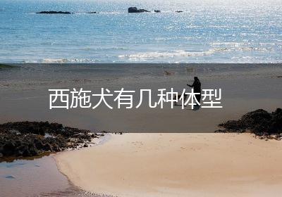 西施犬有几种体型