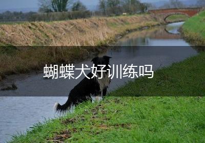 蝴蝶犬好训练吗