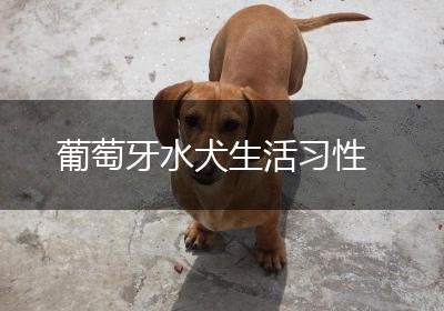 葡萄牙水犬生活习性