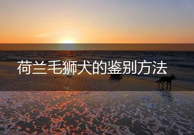 荷兰毛狮犬的鉴别方法