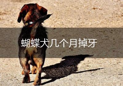 蝴蝶犬几个月掉牙