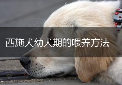 西施犬幼犬期的喂养方法
