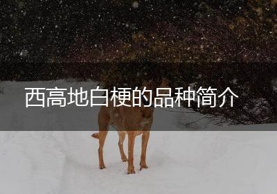 西高地白梗的品种简介
