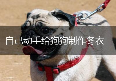 自己动手给狗狗制作冬衣