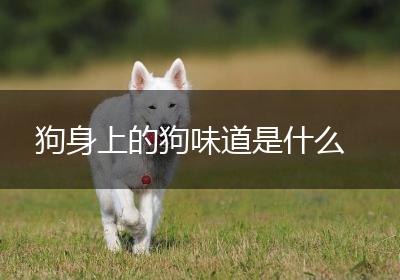 狗身上的狗味道是什么