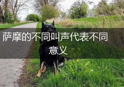 萨摩的不同叫声代表不同意义