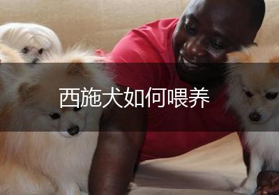 西施犬如何喂养