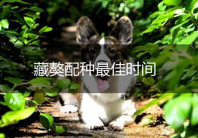 藏獒配种最佳时间