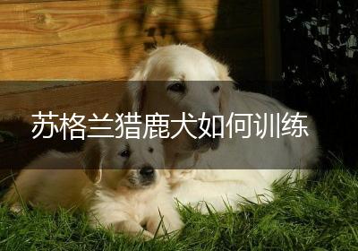 苏格兰猎鹿犬如何训练