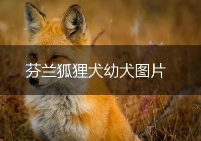 芬兰狐狸犬幼犬图片