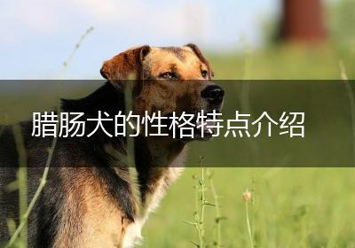 腊肠犬的性格特点介绍