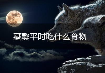 藏獒平时吃什么食物