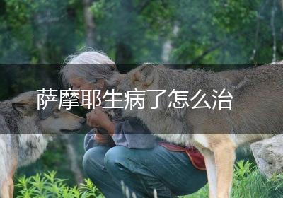 萨摩耶生病了怎么治