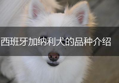 西班牙加纳利犬的品种介绍