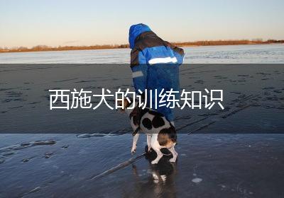 西施犬的训练知识