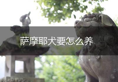 萨摩耶犬要怎么养