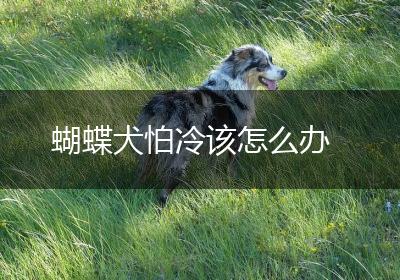 蝴蝶犬怕冷该怎么办