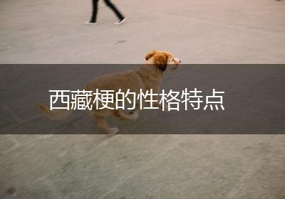 西藏梗的性格特点