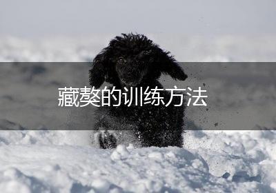 藏獒的训练方法