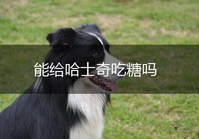 能给哈士奇吃糖吗