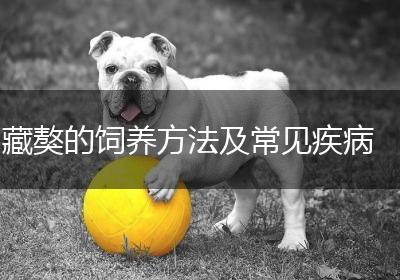 藏獒的饲养方法及常见疾病