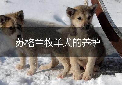 苏格兰牧羊犬的养护