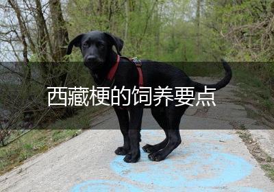 西藏梗的饲养要点