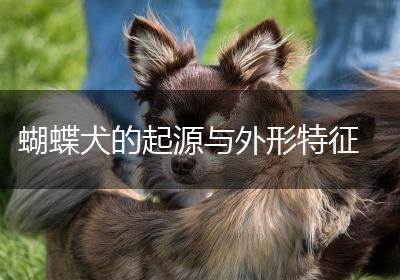 蝴蝶犬的起源与外形特征