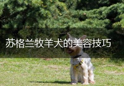 苏格兰牧羊犬的美容技巧