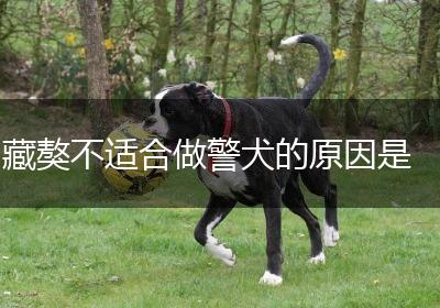 藏獒不适合做警犬的原因是