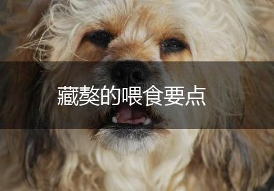 藏獒的喂食要点