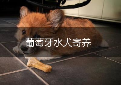 葡萄牙水犬寄养