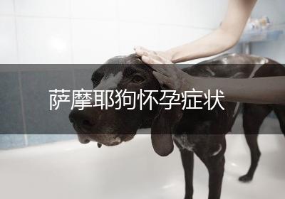 萨摩耶狗怀孕症状