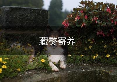 藏獒寄养