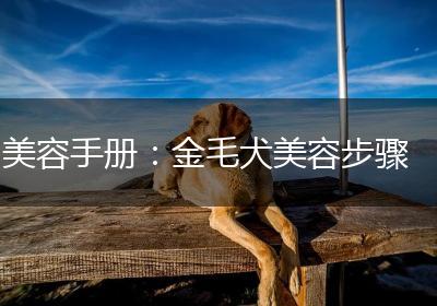 美容手册：金毛犬美容步骤