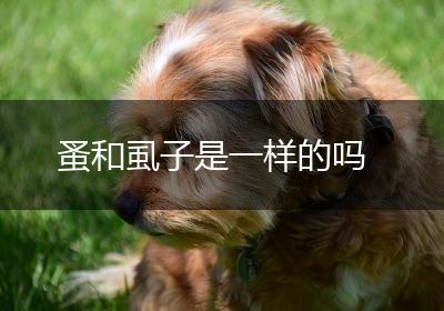 蚤和虱子是一样的吗