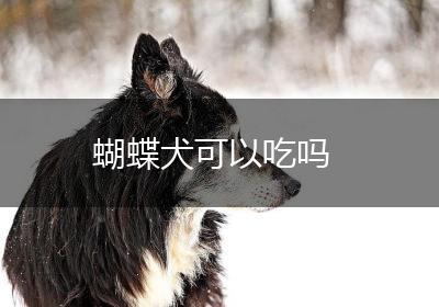蝴蝶犬可以吃吗