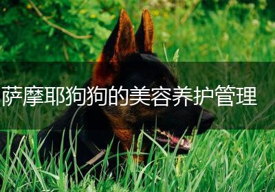 萨摩耶狗狗的美容养护管理