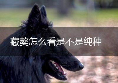 藏獒怎么看是不是纯种