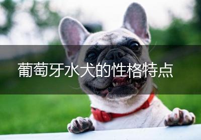 葡萄牙水犬的性格特点