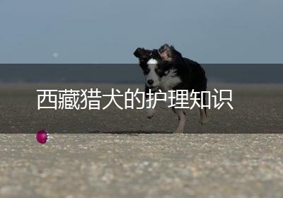 西藏猎犬的护理知识