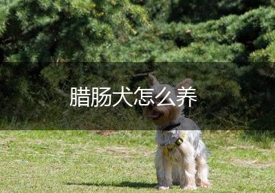腊肠犬怎么养