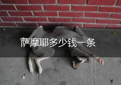 萨摩耶多少钱一条