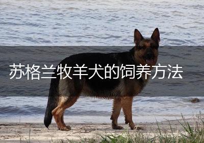 苏格兰牧羊犬的饲养方法
