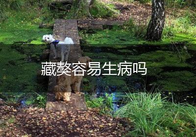 藏獒容易生病吗