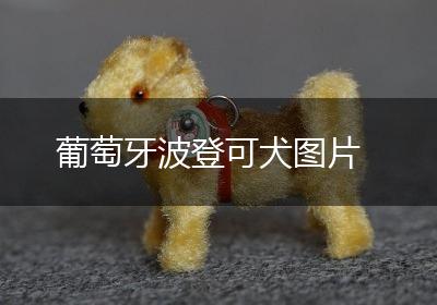 葡萄牙波登可犬图片