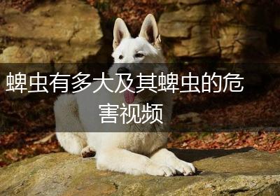 蜱虫有多大及其蜱虫的危害视频