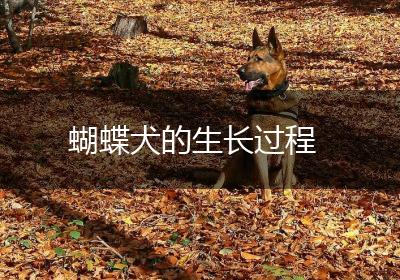 蝴蝶犬的生长过程