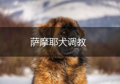 萨摩耶犬调教
