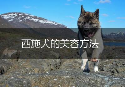 西施犬的美容方法